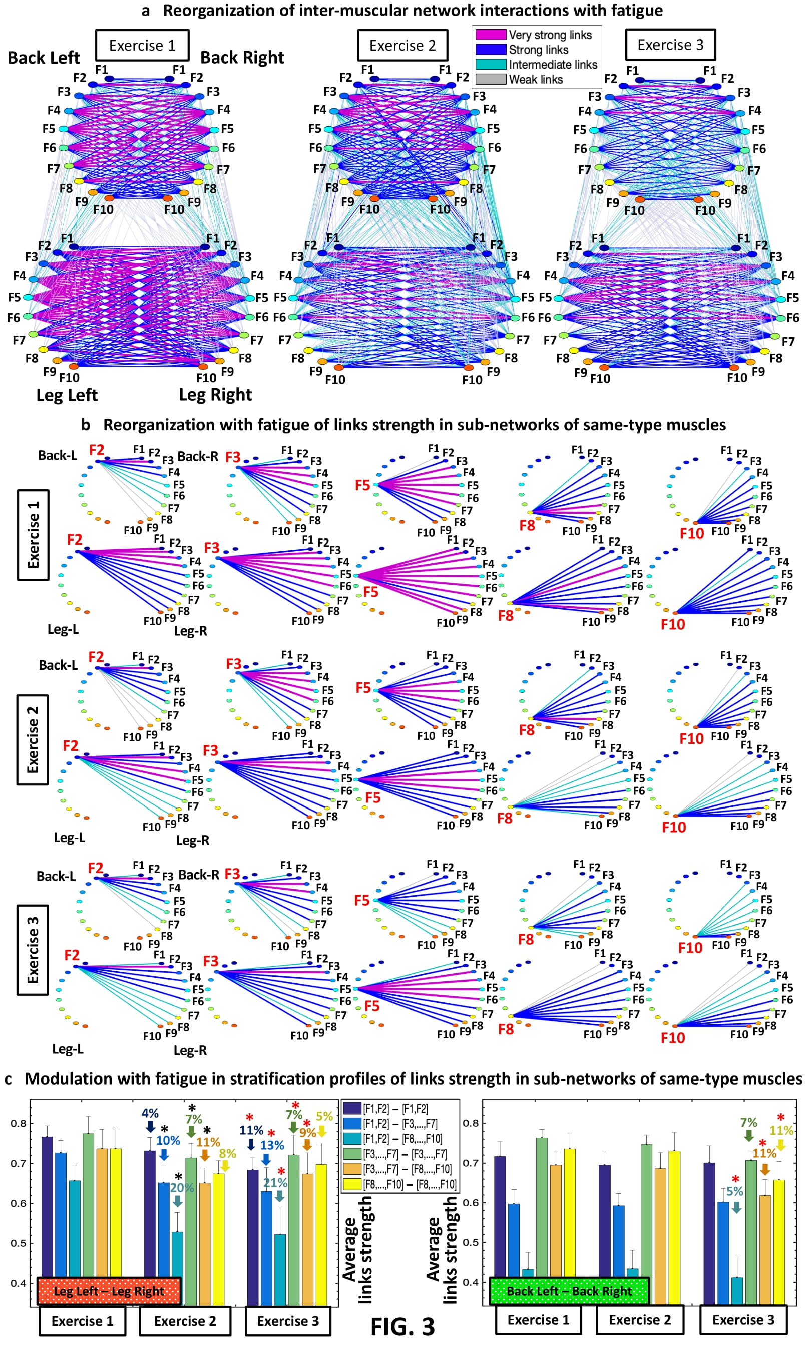 Inter-muscular networks of synchronous muscle fiber activation